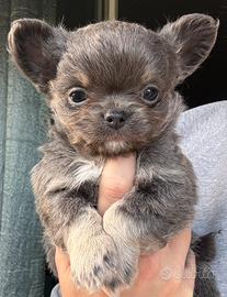 Chihuahua Toy Pelo Lungo