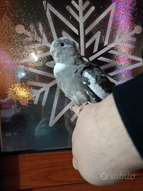 Calopsite allevato a mano