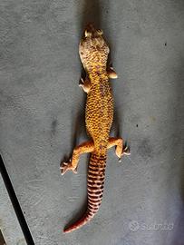 Gecko leopardino