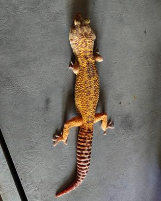 Gecko leopardino