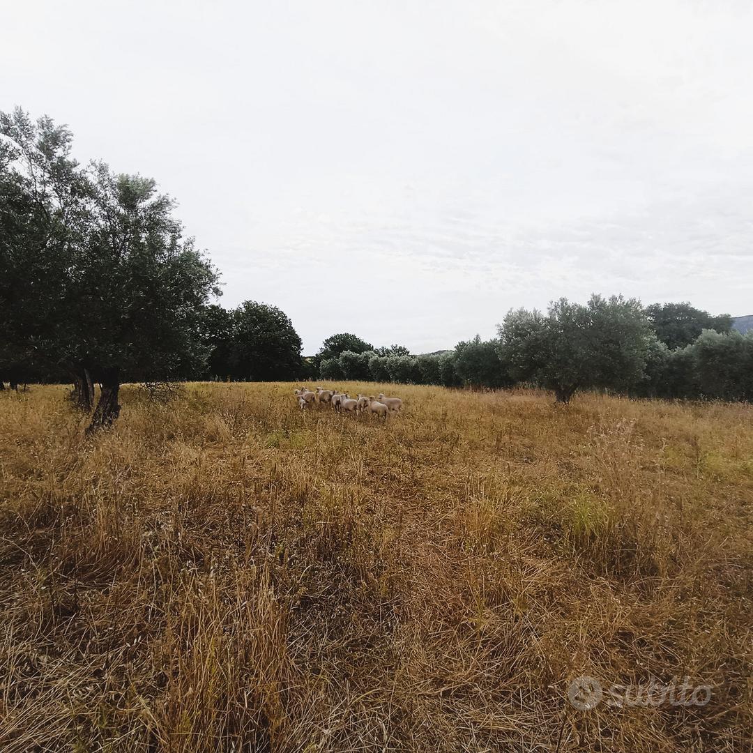 Terreno Agricolo e Rustico a Chiaromonte - Vista 2