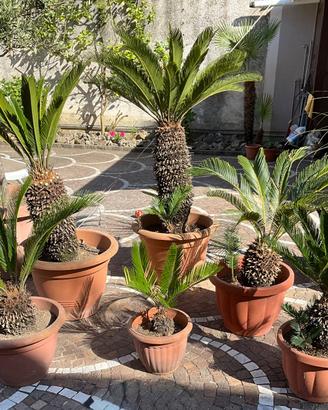 lotto 6 piante cycas revoluta di oltre 10 anni