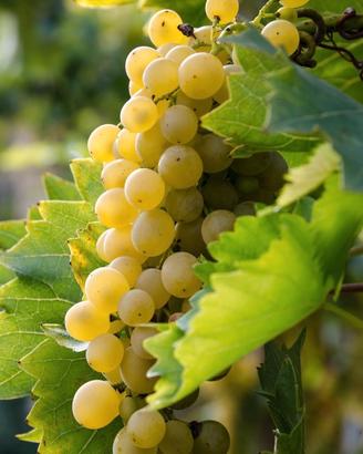 vite uva bianca 