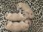 Immagine 6