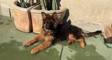 Pastore Tedesco femmina cucciola