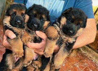 Cuccioli con genealogia super