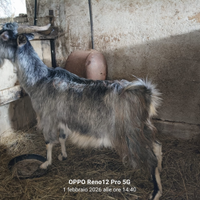 Capra grigia ciociara gravida