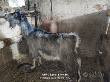 Capra grigia ciociara gravida