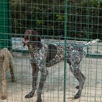 Cane da tartufo