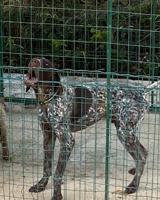 Cane da tartufo