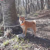 Shiba maschio per monta
