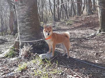 Shiba maschio per monta