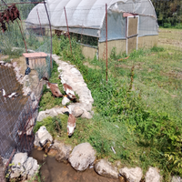 Anatra corritrice maschio