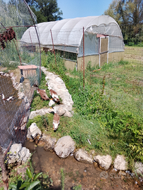 Anatra corritrice maschio