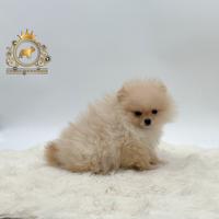 Dolcissimo maschietto Spitz di Pomerania