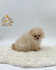 Dolcissimo maschietto Spitz di Pomerania