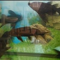 (SCAMBI.O) Pesci Gatto Tropicali