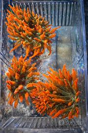 Entacmaea quadricolor  anemone acquario marino