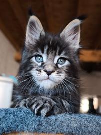 Maine coon