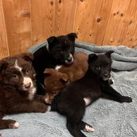 Cucciolo pastore australiano border collie