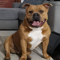 American bully pocket