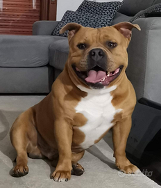 American bully pocket