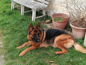 Cuccioli pastore tedesco
