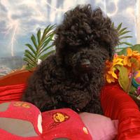 Cuccioli Disponibili Barboncino Colore Nero Black