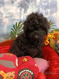 Cuccioli Disponibili Barboncino Colore Nero Black