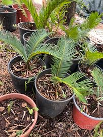 Cycas revoluta in vaso 20 cm – Fondi