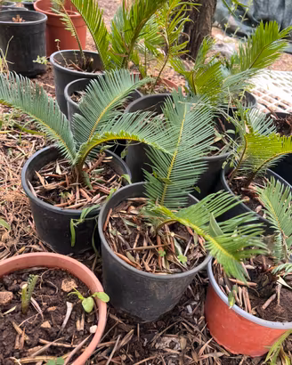 Cycas revoluta in vaso 20 cm – Fondi