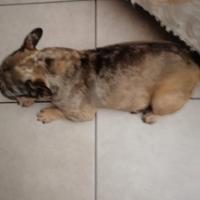 Bulldog francese