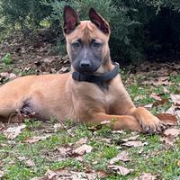 Cuccioli pastore belga malinois