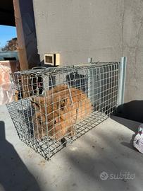 Coniglio razza mista