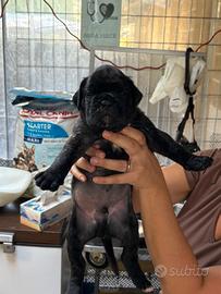cuccioli di boxer fulvi e tigrati