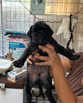 cuccioli di boxer fulvi e tigrati