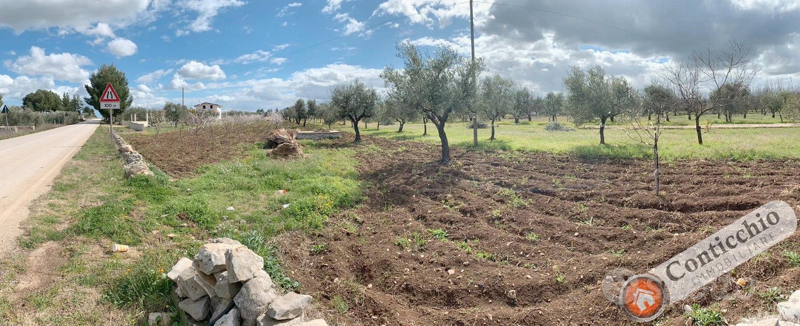 Mandorleto nuovo impianto - Vista 6