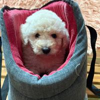 Barboncini toy e nani