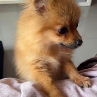 Cucciolo maschio 4 mesi volpino pomerania