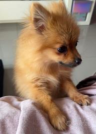 Cucciolo maschio 4 mesi volpino pomerania