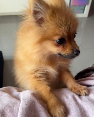 Cucciolo maschio 4 mesi volpino pomerania