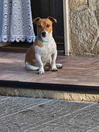 Cucciolo Jack Russell