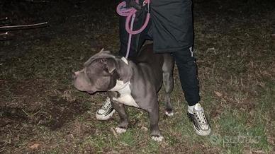 American bully