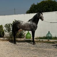 Cavallo spagnolo