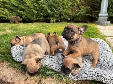 Cuccioli bulldog francese