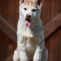 Allevamento di Siberian Husky
