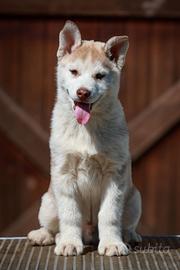 Allevamento di Siberian Husky