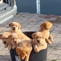 Cuccioli labrador