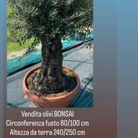 OLIVI BONSAI-FRANTUMATI-ARDESIA ECC PER GIARDINO