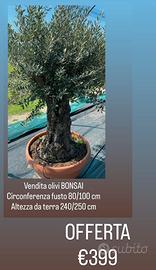 OLIVI BONSAI PER DECORO GIARDINO